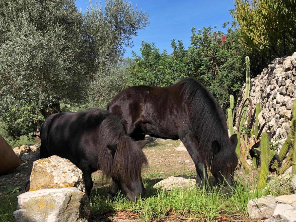 Agroturismo Can Guillo Villa Pollença Buitenkant foto