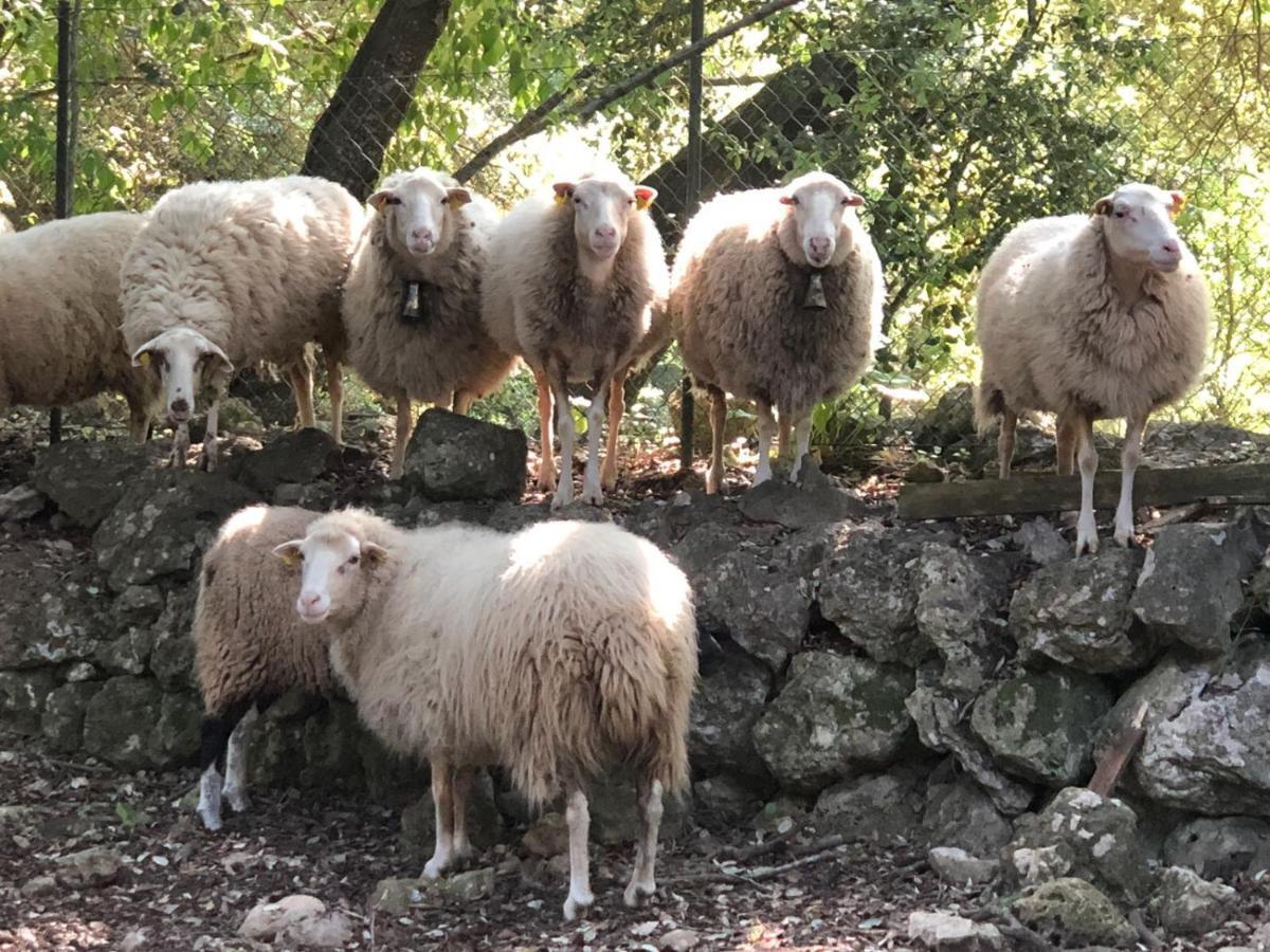 Agroturismo Can Guillo Villa Pollença Buitenkant foto