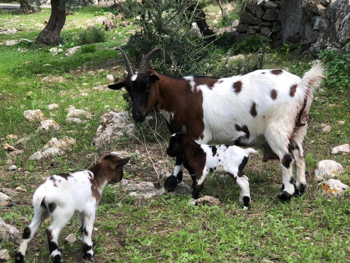 Agroturismo Can Guillo Villa Pollença Buitenkant foto